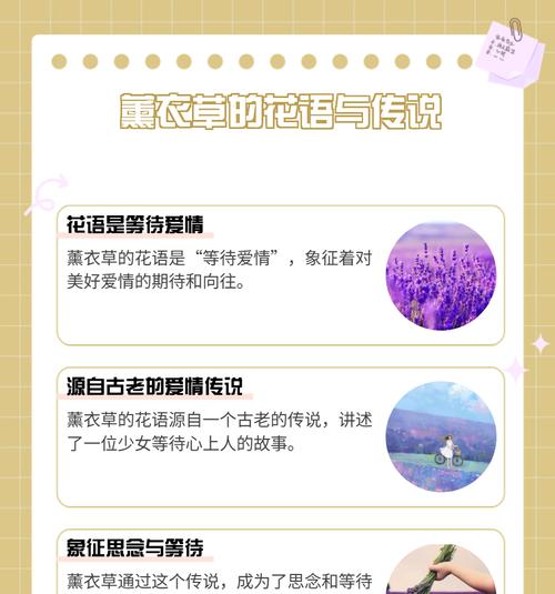 星星小花的花语是什么？它象征着什么？