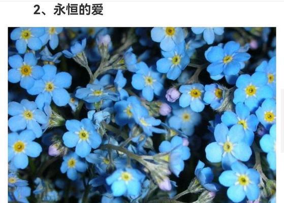 其它花的花语有哪些？如何选择合适的花卉表达情感？