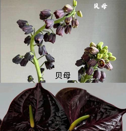 天线蕨的花语是什么？它在园艺中扮演什么角色？