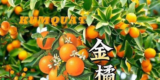 金桔花的花语有何寓意？适合在什么场合使用？
