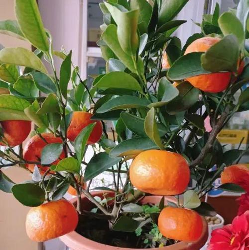 金桔花的花语有何寓意？适合在什么场合使用？