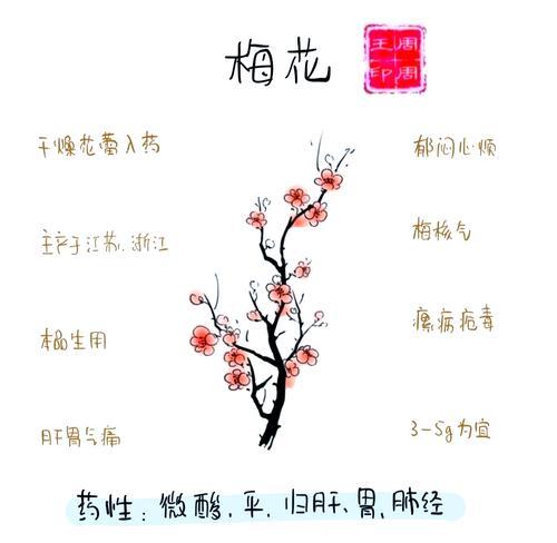 相思梅的花语是什么？它如何影响人际关系？