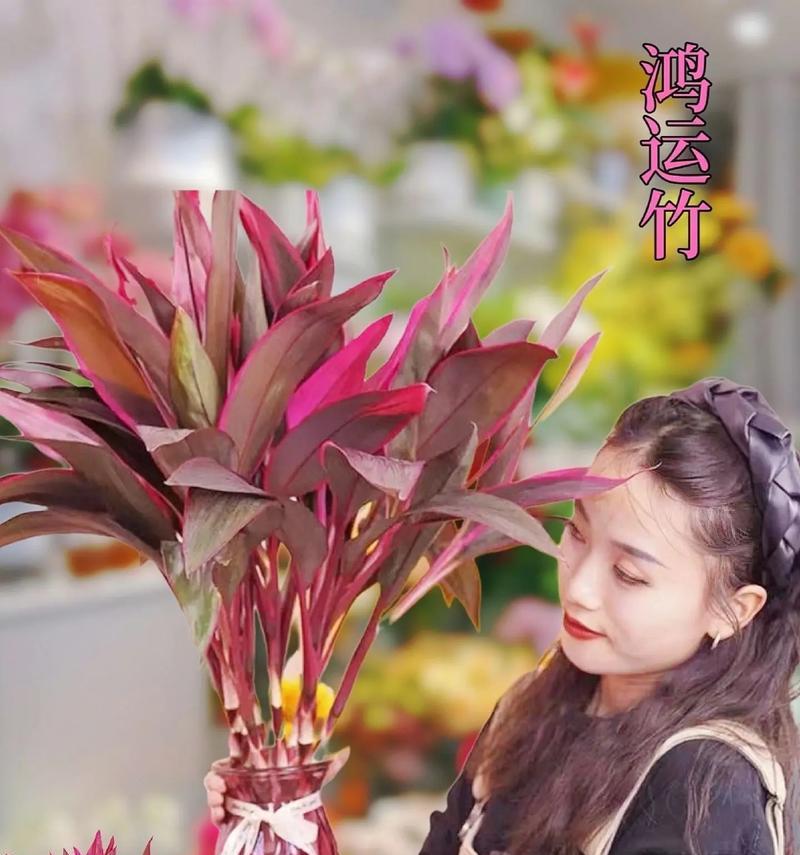 鸿运紫竹的花语是什么？它如何带来好运？