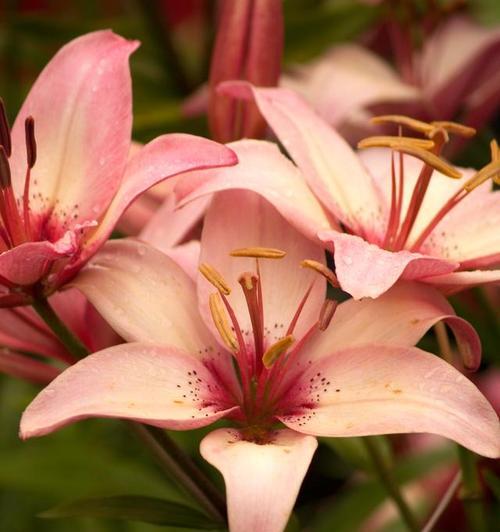 转运花的花语有哪些？它在风水中扮演什么角色？