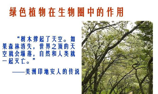 椒草柳叶的花语是什么？它在植物界中代表什么？