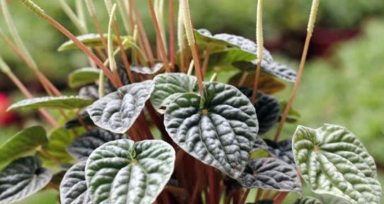 椒草柳叶的花语是什么？它在植物界中代表什么？