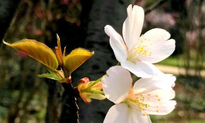 红叶樱花的花语有何特别之处？它如何影响情绪？