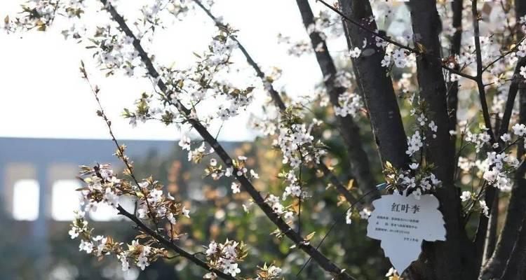 红叶樱花的花语有何特别之处？它如何影响情绪？