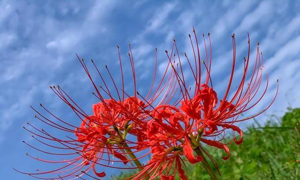 蓝色秋葵的花语是什么？它在花语中象征着什么？