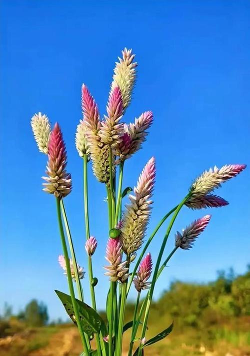 蓝色秋葵的花语是什么？它在花语中象征着什么？