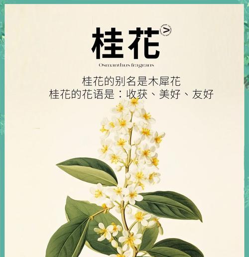 桂花的花语有哪些片段？它如何传达爱意？
