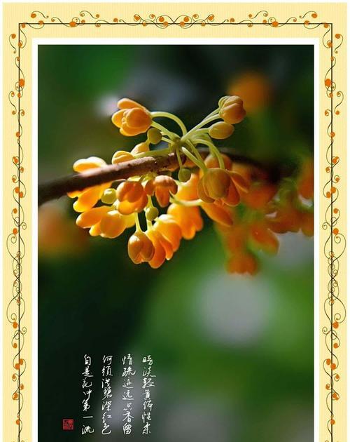 桂花的花语有哪些片段？它如何传达爱意？