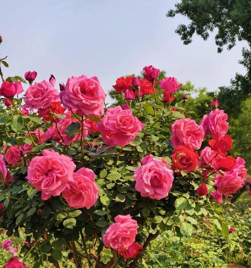 月菊花的花语是什么？它在传统中有什么意义？