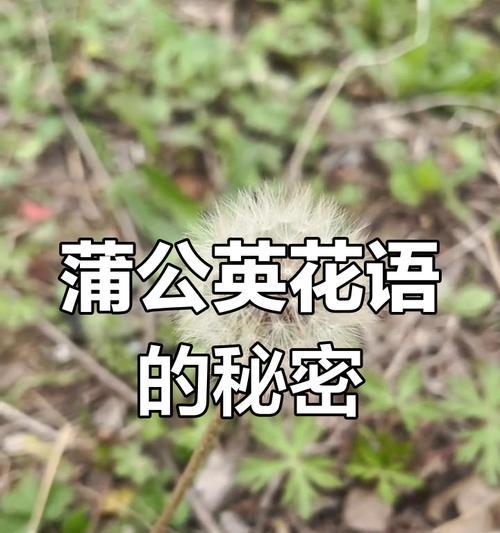 花语的传说有哪些？它们背后的故事是什么？