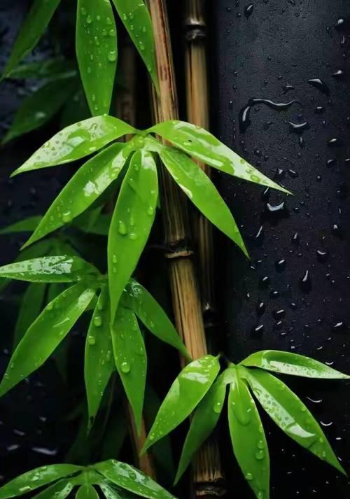 小竹子的花语是什么？它在文化中象征着什么？