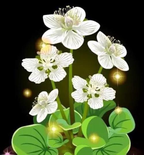 梅花草的花语是什么？梅花草花语背后的故事是什么？
