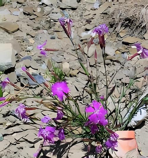 梅花草的花语是什么？梅花草花语背后的故事是什么？