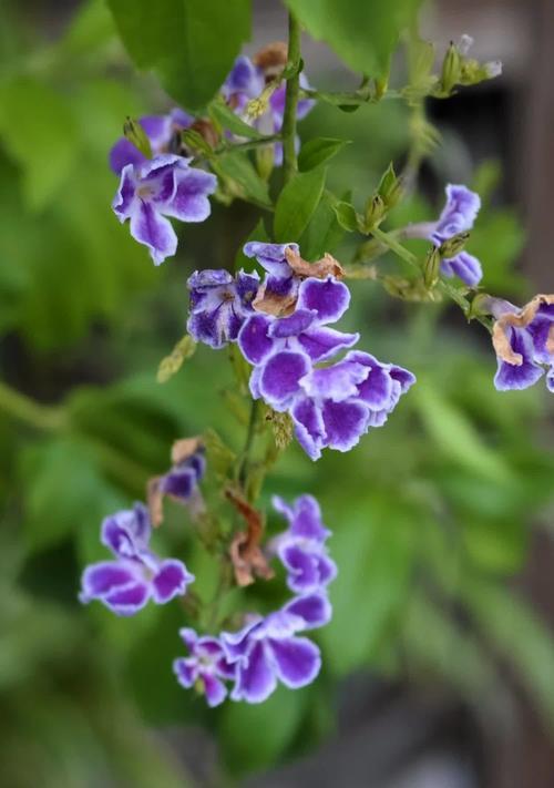 假连翘的花语有哪些含义？假连翘花语代表什么？