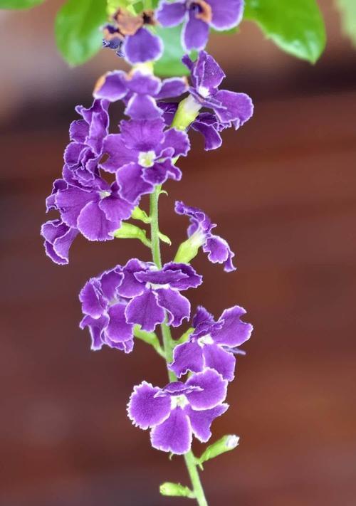 假连翘的花语有哪些含义？假连翘花语代表什么？