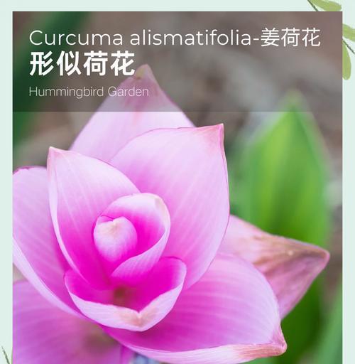 姜荷花的花语是什么意思？姜荷花花语的寓意是什么？