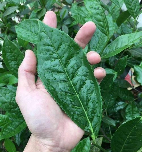 山河叶的花语代表什么？山河叶花语的深层含义是什么？