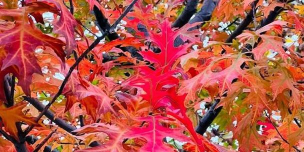 枫树的花语是怎样的？枫树花语代表了什么？