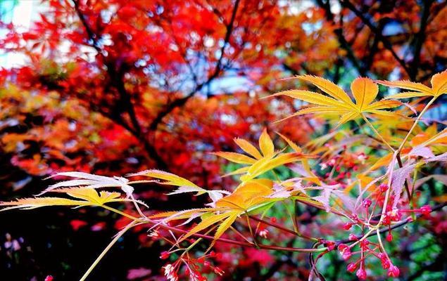 枫树的花语是怎样的？枫树花语代表了什么？