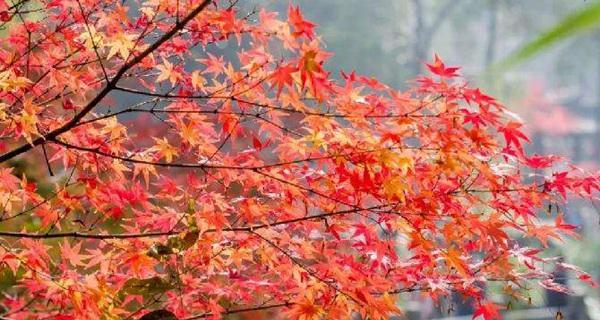 枫树的花语是怎样的？枫树花语代表了什么？
