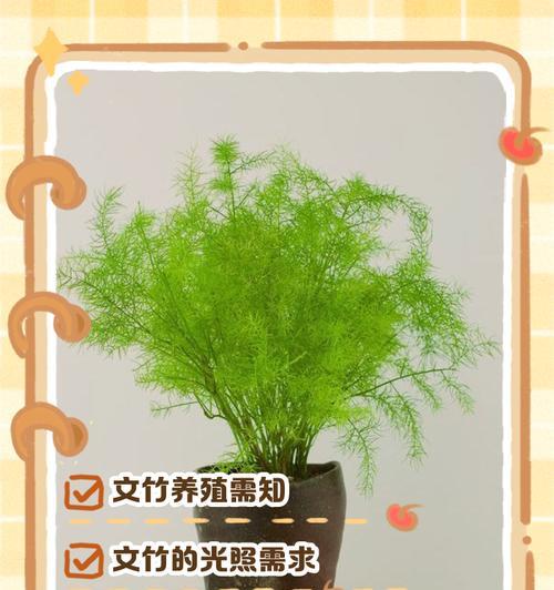 文竹的花语是什么？文竹花语的含义是什么？