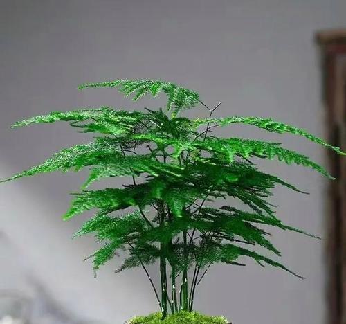 文竹的花语是什么？文竹花语的含义是什么？