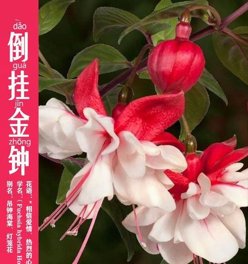 绿植吊钟花语是什么？绿植吊钟花语的寓意是什么？