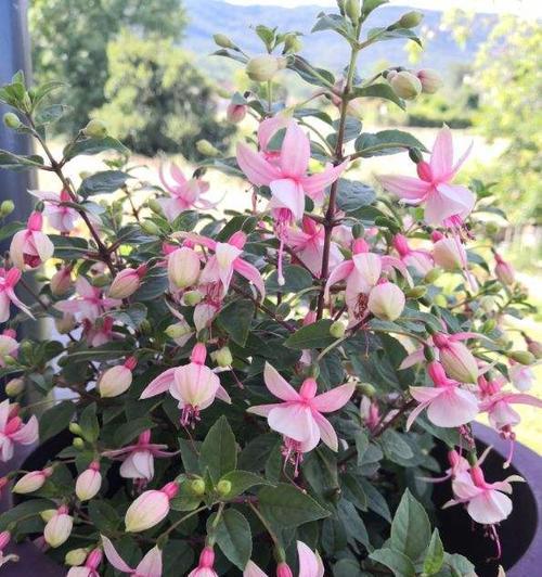 绿植吊钟花语是什么？绿植吊钟花语的寓意是什么？