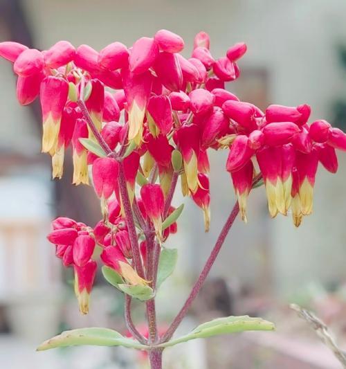 绿植吊钟花语是什么？绿植吊钟花语的寓意是什么？