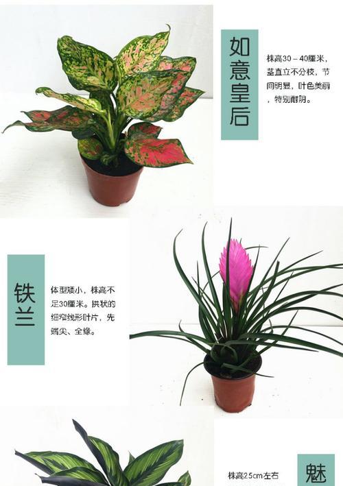 红美丽的花语是什么？红美丽花语的含义是什么？