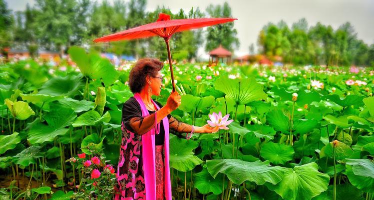 红美丽的花语是什么？红美丽花语的含义是什么？