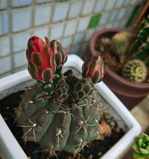 绯花玉花语有何深意？绯花玉花语的象征是什么？