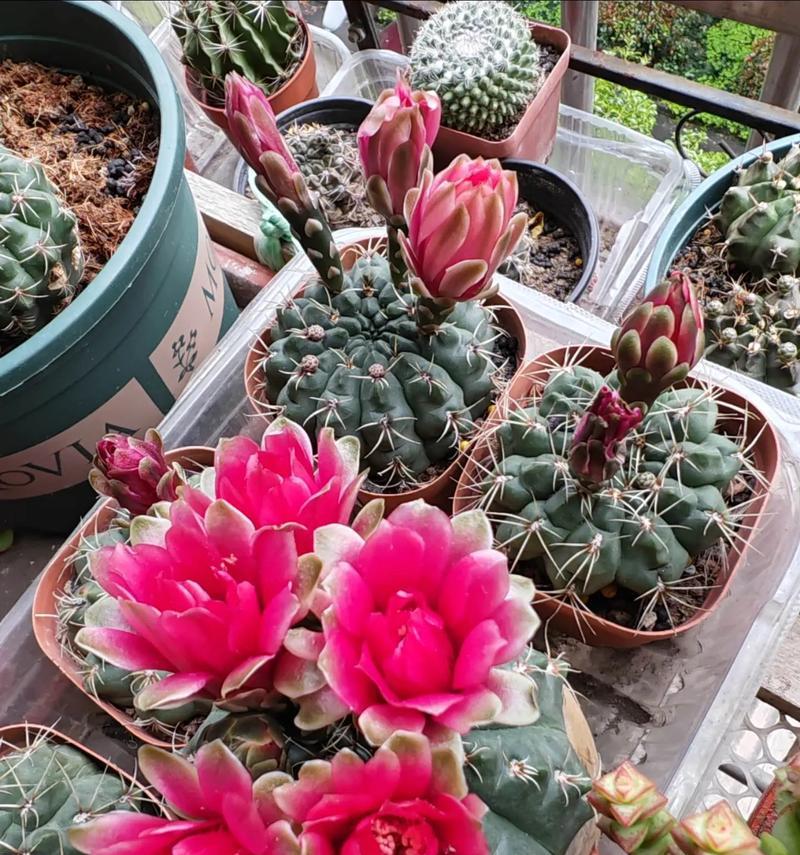 绯花玉花语有何深意？绯花玉花语的象征是什么？