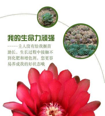 绯花玉花语有何深意？绯花玉花语的象征是什么？
