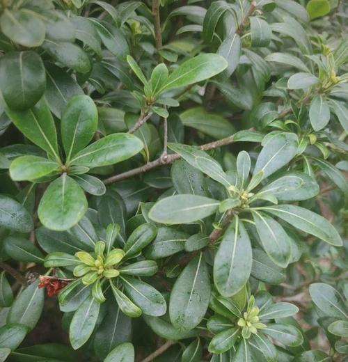 四子海桐花语是什么？四子海桐花语的寓意是什么？