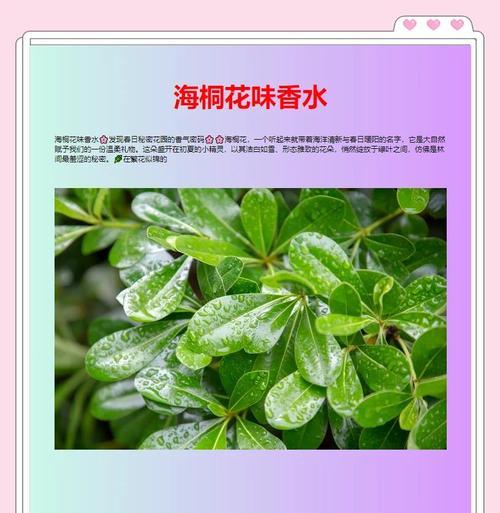 四子海桐花语是什么？四子海桐花语的寓意是什么？