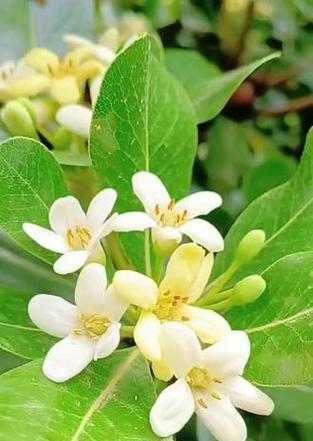 四子海桐花语是什么？四子海桐花语的寓意是什么？