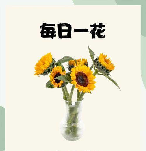 向日奎的花语是什么？向日奎花语的含义是什么？
