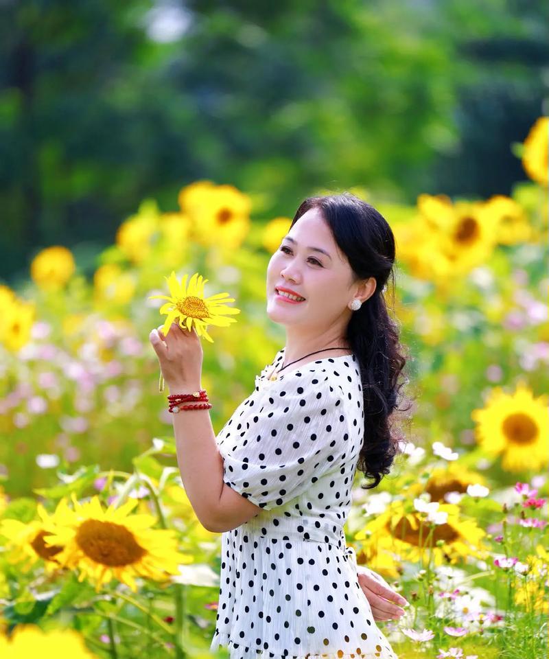向日奎的花语是什么？向日奎花语的含义是什么？