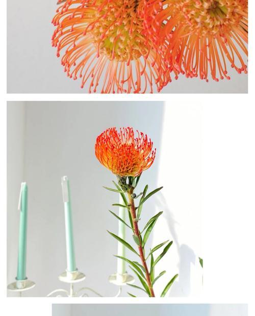 鲜花针垫花语是什么？鲜花针垫花语的寓意是什么？