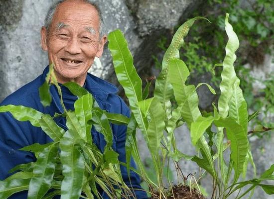 巴西里叶花语是什么？巴西里叶花语的含义是什么？