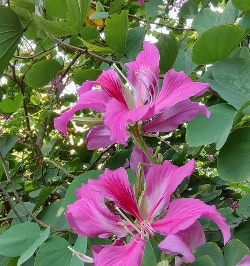 羊蹄梗的花语是什么？羊蹄梗花语的寓意是什么？