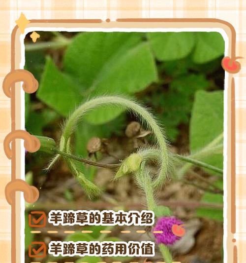 羊蹄梗的花语是什么？羊蹄梗花语的寓意是什么？