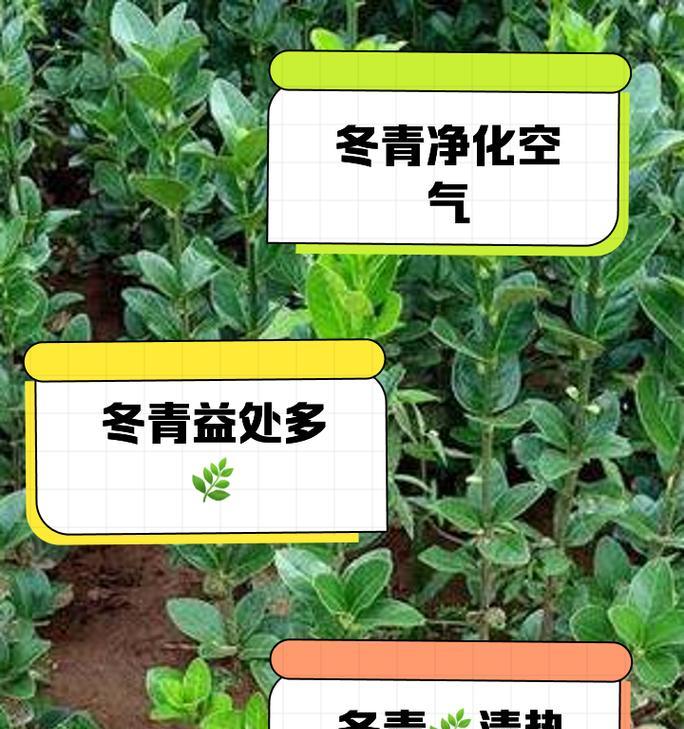 金色冬青花语是什么？金色冬青花语的含义是什么？