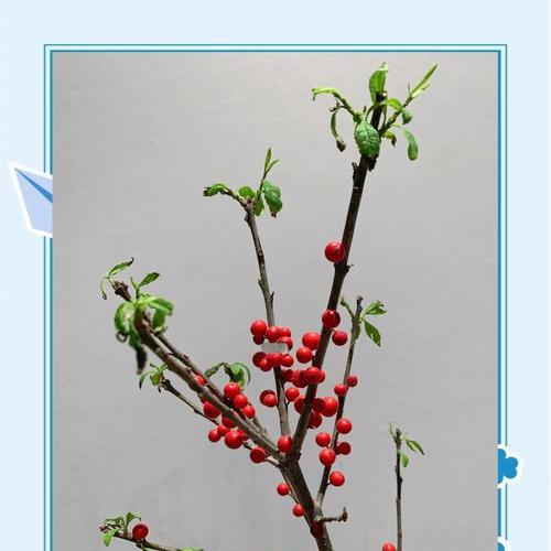 金色冬青花语是什么？金色冬青花语的含义是什么？