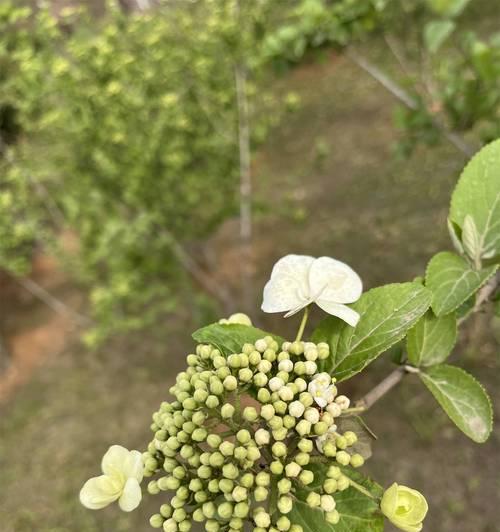 琼花花语假象有哪些含义？琼花的花语背后隐藏了什么？